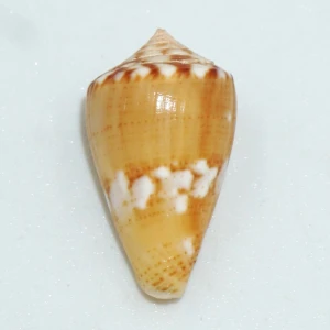 Muszla stożka Conus mauricioi (Coltro, 2004)