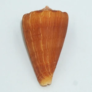 Muszla stożka Conus princeps lineolatus (Valenciennes, 1832)