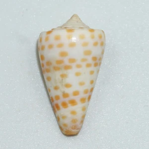 Muszla stożka Conus tessulatus (Born, 1778) sm
