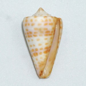 Muszla stożka Conus tessulatus (Born, 1778) sm