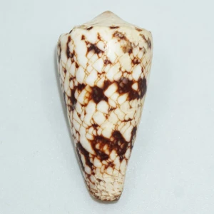 Muszla stożka Conus araneosus nicobaricus (Hwass, C.H. in Bruguičre, J.G., 1792) n.2