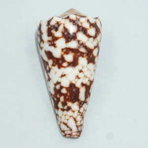 Muszla stożka Conus araneosus nicobaricus (Hwass, C.H. in Bruguičre, J.G., 1792) n.3