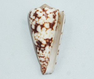 Muszla stożka Conus araneosus nicobaricus (Hwass, C.H. in Bruguičre, J.G., 1792) n.3