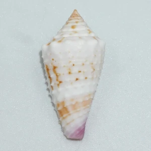 Muszla stożka Conus floridulus (Adams & Reeve, 1848)