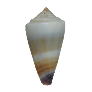 Muszla stożka Conus muriculatus (Sowerby, 1833) n.2