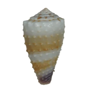 Muszla stożka Conus muriculatus (Sowerby, 1833) n.1
