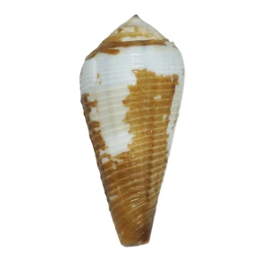 Muszla stożka Conus terebra terebra (Born, 1778)