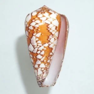 Muszla stożka Conus pennaceus racemosus (Sowerby III, 1874)