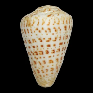 Muszla stożka Conus byssinus (Roding, 1798)