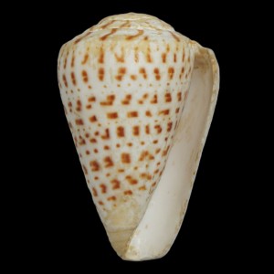 Muszla stożka Conus byssinus (Roding, 1798)