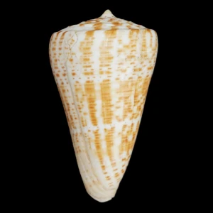 Muszla stożka Conus pulcher pulcher (Lightfoot, J., 1786) n.11