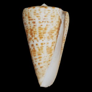 Muszla stożka Conus pulcher pulcher (Lightfoot, J., 1786) n.13