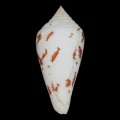 DSC07294.JPG