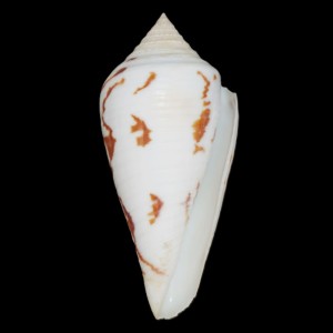 Muszla stożka Conus pergrandis (Iredale, 1937) n.5