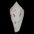 DSC07300.JPG