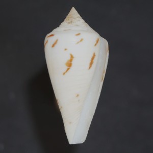 Muszla stożka Conus pergrandis (Iredale, 1937) n.6