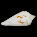DSC07307.JPG