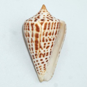 Muszla stożka Conus spurius lorenzianus (Dillwyn, 1817)  n.6