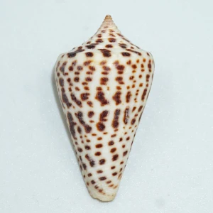 Muszla stożka Conus spurius lorenzianus (Dillwyn, 1817)  n.5