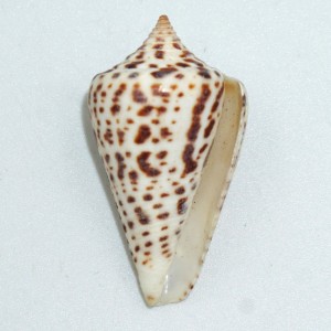 Muszla stożka Conus spurius lorenzianus (Dillwyn, 1817)  n.5