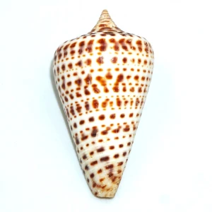 Muszla stożka Conus spurius lorenzianus (Dillwyn, 1817)  n.3