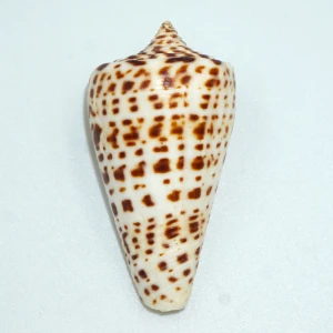 Muszla stożka Conus spurius lorenzianus (Dillwyn, 1817)  n.2