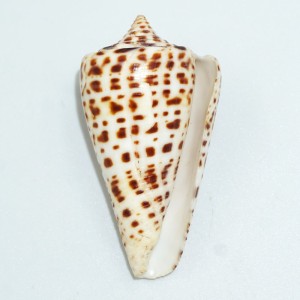 Muszla stożka Conus spurius lorenzianus (Dillwyn, 1817)  n.2
