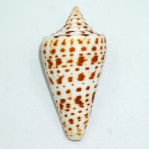 Muszla stożka Conus spurius lorenzianus (Dillwyn, 1817)  n.1