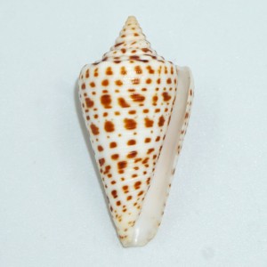 Muszla stożka Conus spurius lorenzianus (Dillwyn, 1817)  n.1