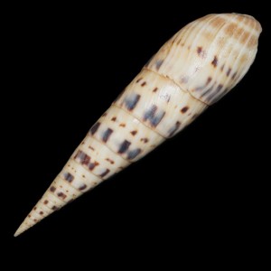 Muszla Terebra (Oxymeris) maculata (Linne, 1758) n.11