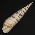 DSC07642.JPG
