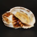 DSC07631.JPG