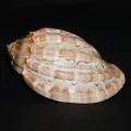 DSC07632.JPG
