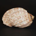DSC07634.JPG