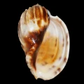 DSC07636.JPG