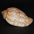 DSC07637.JPG