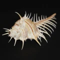 DSC07651.JPG