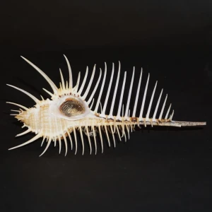 Muszla rozkolca Murex pecten (Lightfoot, J., 1786) n.21
