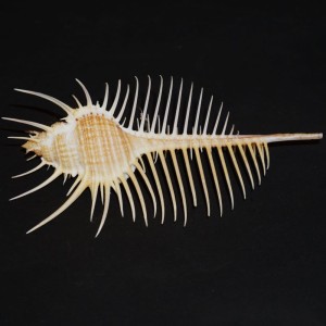 Muszla rozkolca Murex pecten (Lightfoot, J., 1786) n.21