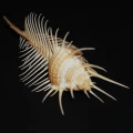 DSC07658.JPG
