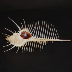 Muszla rozkolca Murex pecten (Lightfoot, J., 1786) n.22