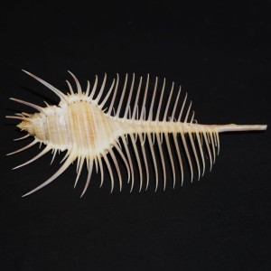 Muszla rozkolca Murex pecten (Lightfoot, J., 1786) n.22