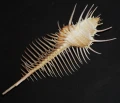 DSC07665.JPG