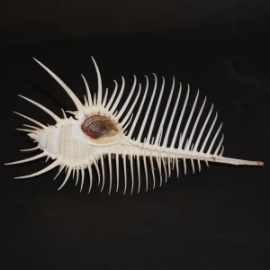 Muszla rozkolca Murex pecten (Lightfoot, J., 1786) XXL.3