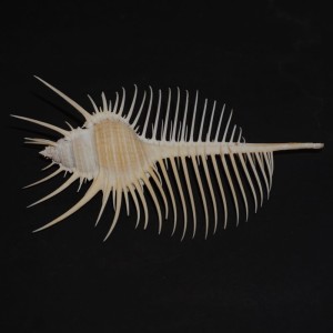Muszla rozkolca Murex pecten (Lightfoot, J., 1786) XXL.3