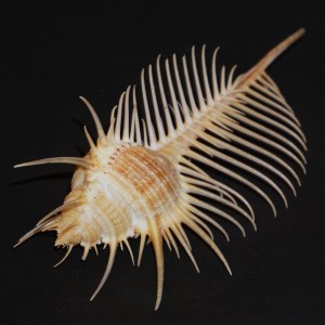 Muszla rozkolca Murex pecten (Lightfoot, J., 1786) XXL.4
