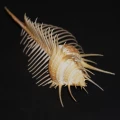 DSC07674.JPG