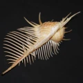 DSC07676.JPG