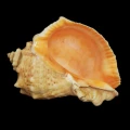 DSC07702.JPG