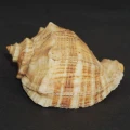 DSC07703.JPG